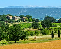 Mont Ventoux in the distance - cycling in Provence with ExperiencePlus Bicycle Tours