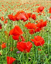 Poppies along the way cycling in Provence with ExperiencePlus