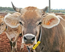 A beautiful Puglian cow - see her with ExperiencePlus! Bicycle Tours