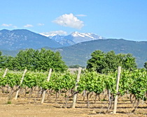 Vineyards and mountains of Corsica. Photo by ExperiencePlus! traveler Nancy Andreae