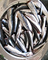 Fresh sardines from the market in Split