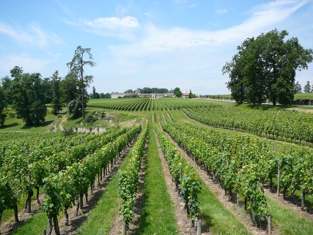 Bergerac vineyards