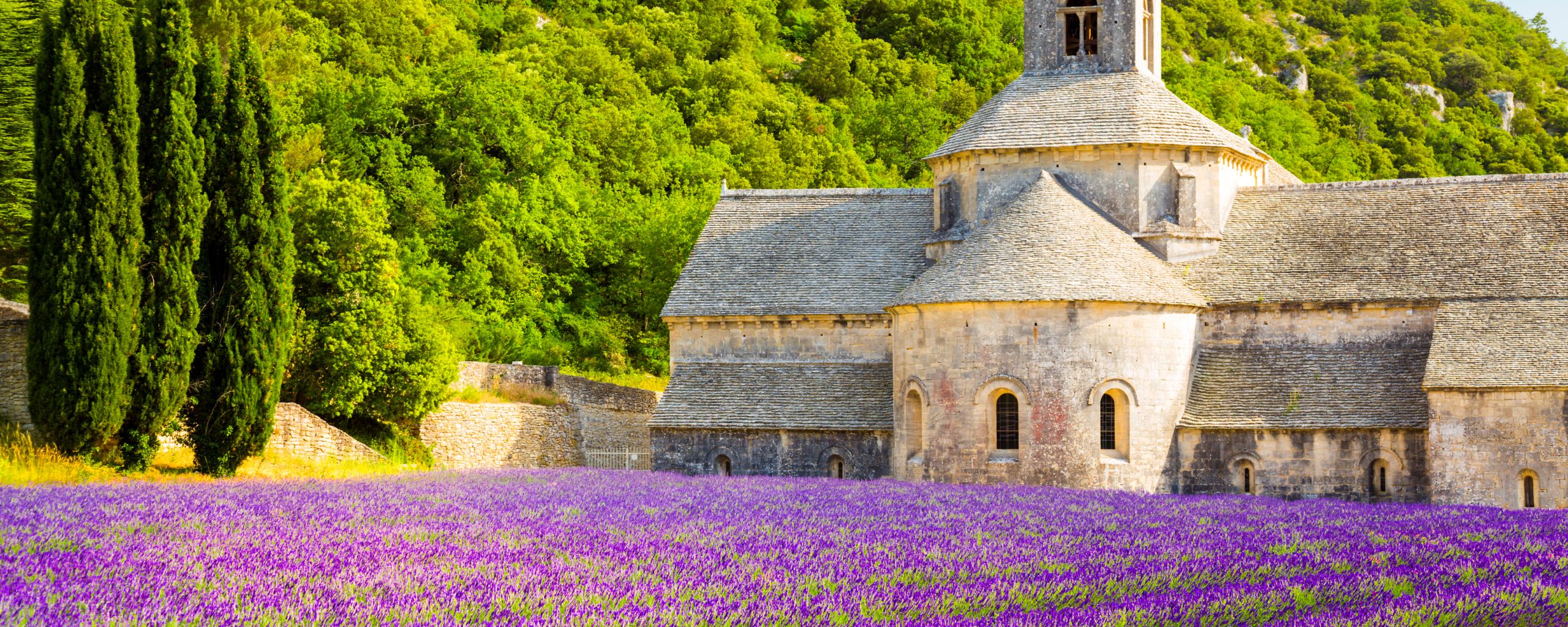 The lavender in Provence never gets old